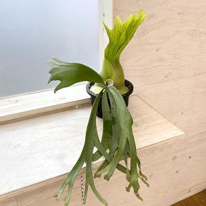 観葉植物 （わけあり特価）ビカクシダ（コウモリラン） ウィリンキー