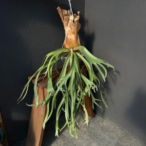 観葉植物 ビカクシダ（コウモリラン） サンサイビューティー（子株pup