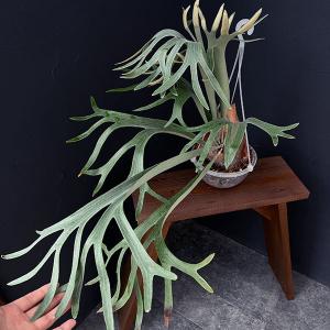観葉植物 （わけあり特価）ビカクシダ（コウモリラン） ウィリンキー