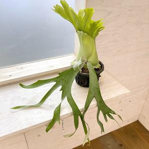 観葉植物 ビカクシダ（コウモリラン） ウィリンキードワーフタツタ5号