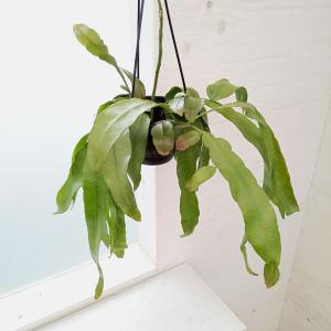 観葉植物 エピフィラム プミラム(ヒメゲッカビジ...の商品画像