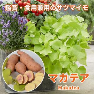 クレマチス 日光のカザグルマ 4.5号サイズ2年生ポット苗 : イングの森