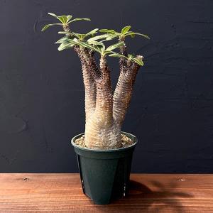 デンドロシキオス　ソコトラーナ　実生 デンドロシキオス ソコトラーナ Dendrosicyos socotrana