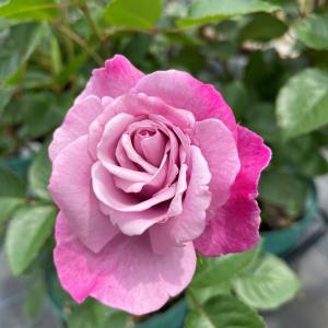 クリスマスローズ 開花苗 078 ピンクグラデーションセミダブル : 花郷