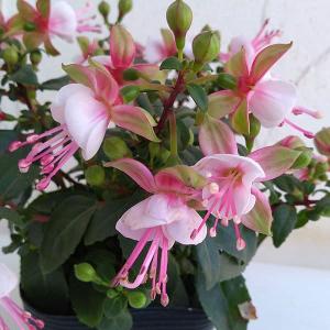 フクシア プーニー グリーン＆ピンク4号鉢植え