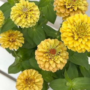 クリスマスローズ 花 苗 春 冬 ヘレボルス チベタヌス 鉢植え 2年生