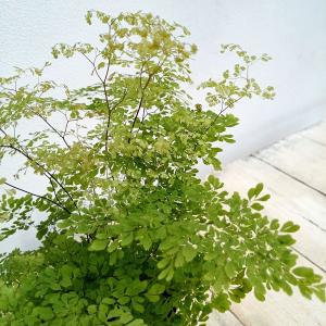 観葉植物 SOUJU（創樹）ブランド：オリーブの木*4号 セントキャサリン