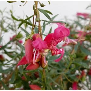 タイサンボク リトルジェム 3.5号ポット 挿し木苗 苗木 : エスフルール