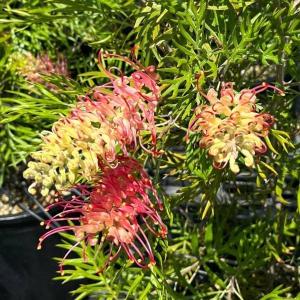 グレビレア　グレープ　② オージープランツ　グレープ　グレビレア　苗 花苗 観葉植物：グレビレア サパーブ*オージープランツ