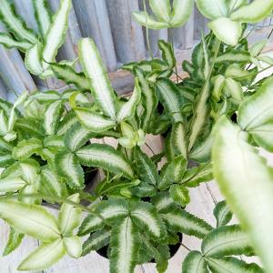 ユッカ シジゲラ 4号 直径約12cm ポット苗 ドライガーデン 送料無料