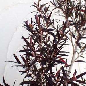 観葉植物 おしゃれ 鉢花：レプトスペルマム カッパーグロー* : 遊恵