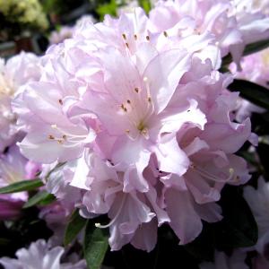 花木 庭木の苗 平戸ツツジ 貴婦人（キフジン）3号ポット