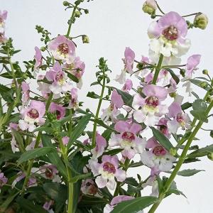 草花の苗 アンゲロニア アロニアビッグ バイカラ...の商品画像