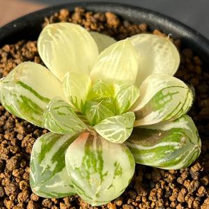 農場直送！］アストロフィツム ランポー玉 開花株 (鸞鳳玉・らんぽう