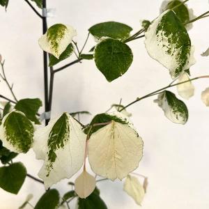 庭木・植木：アメリカハナズオウ（フローティングクラウド）はなずおう