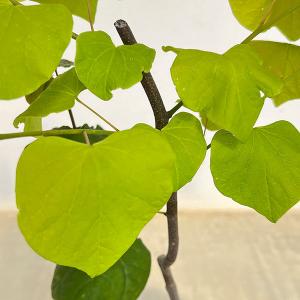庭木・植木：アメリカハナズオウ（フローティングクラウド）はなずおう
