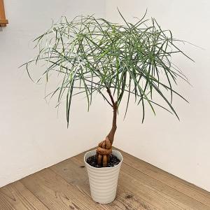 多肉植物：パキポディウム ゲアイー 亜阿相界*現品選べます : 遊恵盆栽
