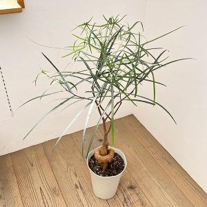 おしゃれ 観葉植物 希少品種：ブラキキトン ボトルツリー*大型佐川急便