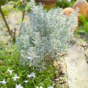 コーデックス：メキシコ亀甲竜 ディオスコレア マクロスタチア*塊幅