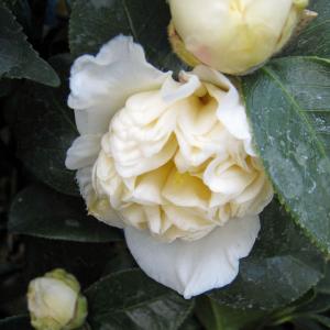 本白玉（白玉）：椿（ツバキ） 3寸ポット苗 : 日本花卉ガーデン