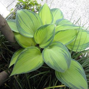 ホスタ（ギボウシ） 品種見計らいセット 5種5株 4号(12cm)ポット植え