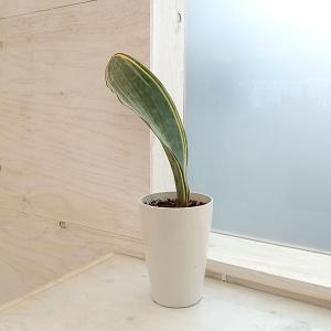 おしゃれ 観葉植物：ドラセナ トルネード*陶器鉢 受皿付 : 遊恵盆栽