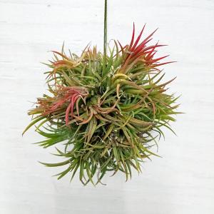 観葉植物 チランジア イオナンタ ハンギングボール仕立て Sサイズ