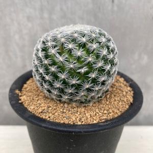 ☆特価☆サボテン：ギムノカリキウム 黒刺天平丸 実生*幅12cm 現品