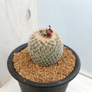 観葉植物 サボテン ギムノカリキウム 緋牡丹錦（ヒボタンニシキ）3号