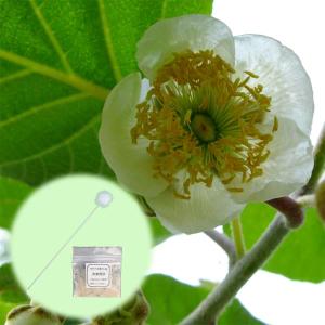 キウイ花粉 30g 純花粉 キウイ花粉0.5g・染色石松子(ピンク）5gセット : エスフルール - 通販