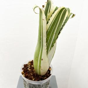 多肉植物：フィロボルス ラビエイ*14cm 現品 一品限り : 遊恵盆栽