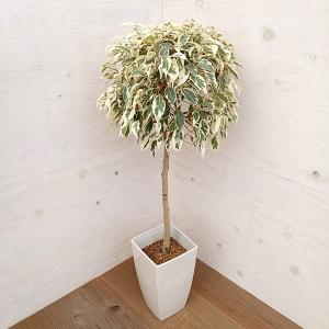 観葉植物 鉢花 苗：リューカデンドロン サファリマジック*6号 : 遊恵