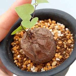 塊根植物 亀甲竜 4号 個体G コーデックス 亀甲竜 カッコイイ 亀