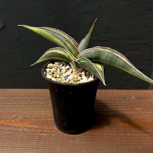 激レア！現品お届け】サンスベリア 6号 スノーホワイト（S179