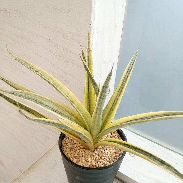 観葉植物 サンセベリア マダムチャーム 4号鉢植え23-01