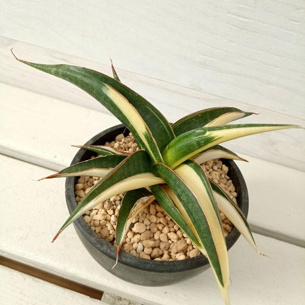 観葉植物 サンセベリア キトンガ バリエガータセレクト（美麗白斑入り）3.5号23-01