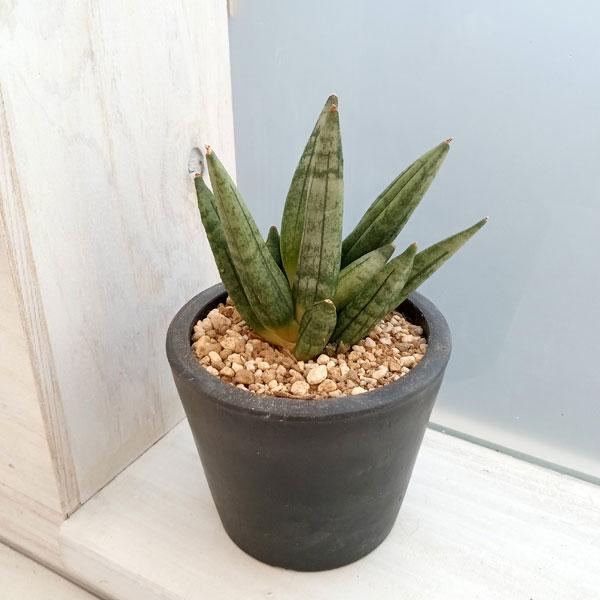 観葉植物 サンセベリア ヘッジホッグ 3号