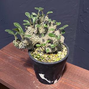 多肉植物）一点物 ユーフォルビア ガトベルゲンシス 3．5号（1鉢