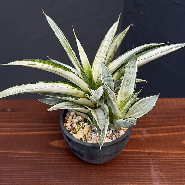 観葉植物 サンセベリア ガブリエラ バリエガータ 3号