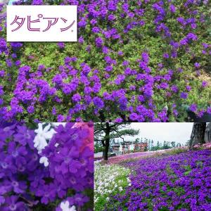 クリスマスローズ開花株 SDモーリー毬姫 445 現品限り : 金井園芸