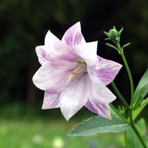 2025年12月】桔梗（花の苗）（収穫、鑑賞時期：夏）のおすすめ人気