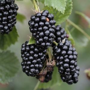【ブラックベリー実付き苗木】鉢植え 果樹 苗木 大苗 ブラックベリー 大実 ブラックベリー あみ 3.5号ポット苗 果樹 苗木 : グリーンプラザ