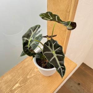 コロカシア ビッグディッパー 4号ポット苗 : 苗木部 花ひろば