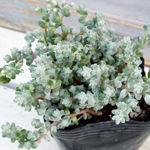 観葉植物 セダム ブレビフォリウム(木立) 3号ポットの商品画像