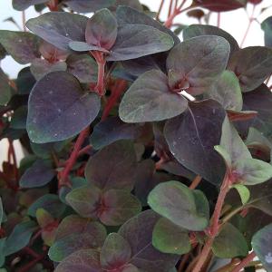 【花苗】ユーパトリウム チョコレート タグ付き正規品　ポット毎発送 花苗】ユーパトリウム チョコレート タグ付き正規品 ポット毎発送