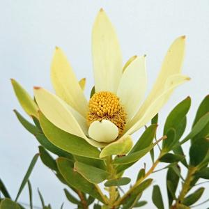 シマトネリコ 10本株立ち 約2.1m 現品発送 豪華株 特大株 植木苗木大苗