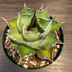 7号鉢：大株 プルメリア（レモンサンセット） 2〜3本立ち（枝物） 7号