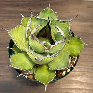 アンスリウム ルクスリアンス ブラック #115 3.5号 アーバンジャングル