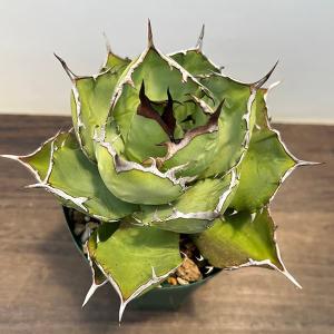 ディクソニア・アンタルクティカ 5寸鉢植え : 日本花卉ガーデン