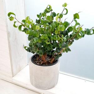 観葉植物 おしゃれ：フィカス ベンジャミン バロック*キューブ陶器鉢